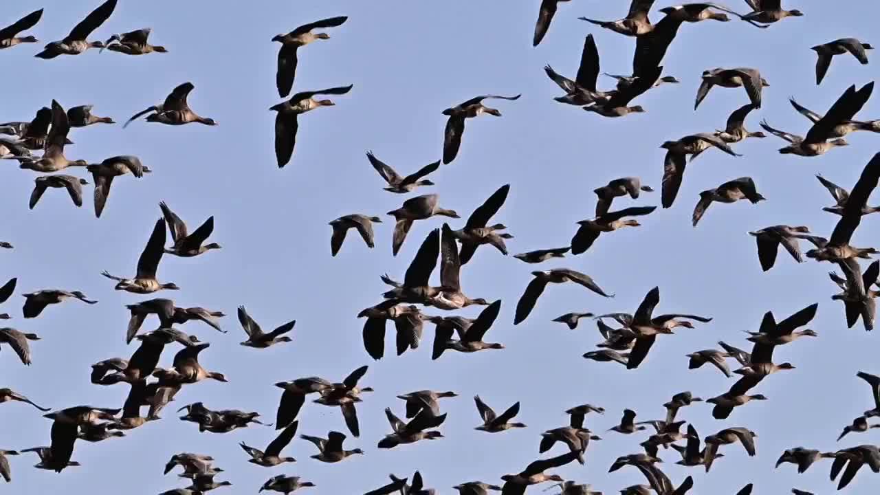 黑龙江鸡西：立冬节气，万鸟在中俄界湖兴凯湖集结视频素材