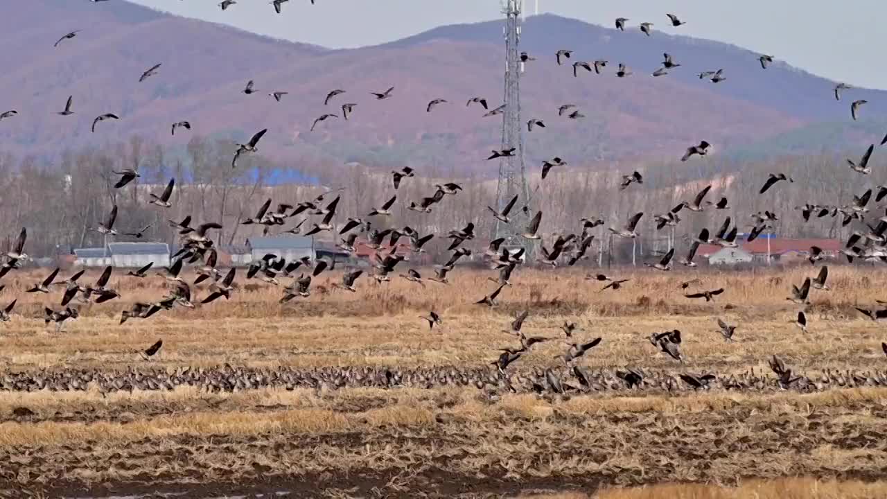 黑龙江鸡西：立冬节气，万鸟在中俄界湖兴凯湖集结视频素材