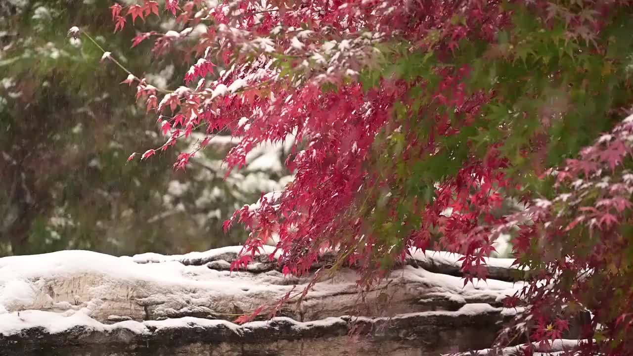 白雪迎新年瑞雪兆丰年雪花飘冬季视频素材