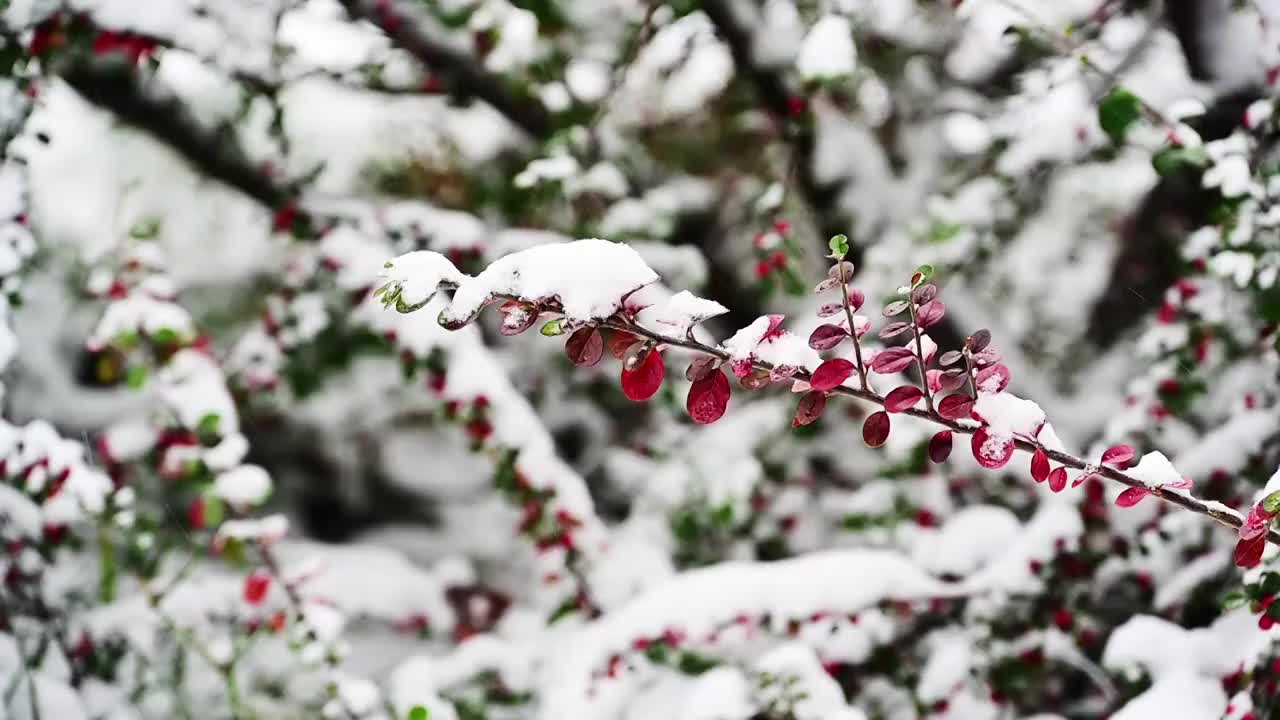 白雪迎新年瑞雪兆丰年雪花飘冬季视频素材