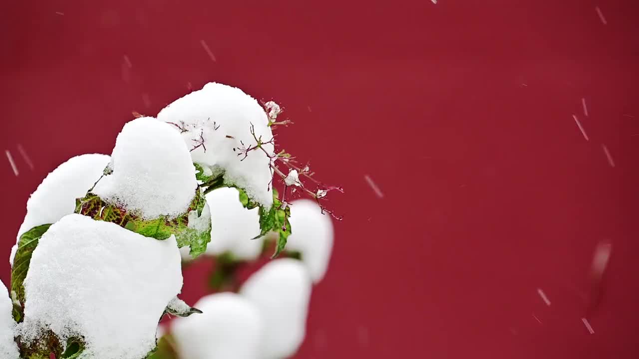 白雪迎新年瑞雪兆丰年雪花飘冬季视频素材