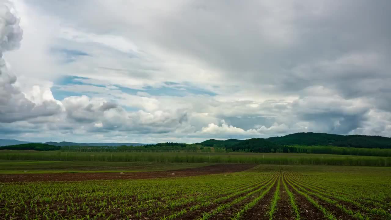 玉米地旋轉延時视频素材