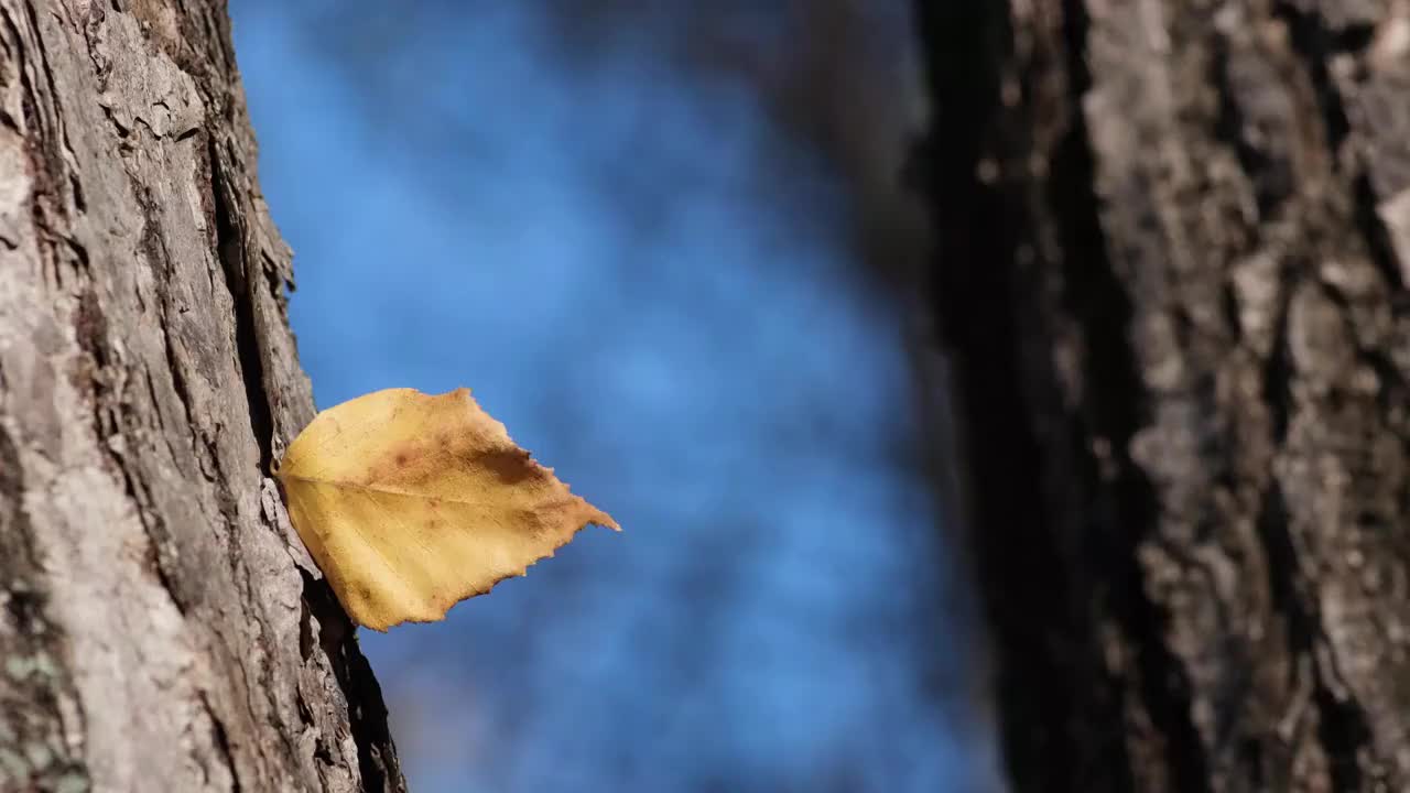 树叶视频素材