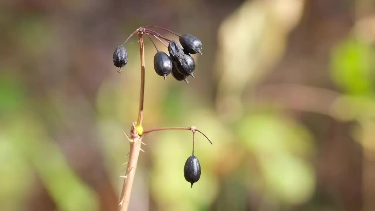 刺五加视频素材