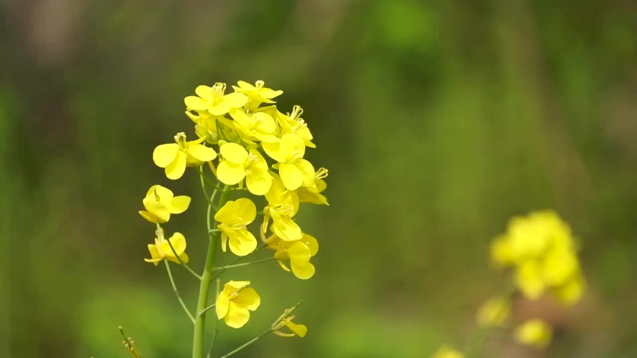 春天盛开的油菜花视频素材