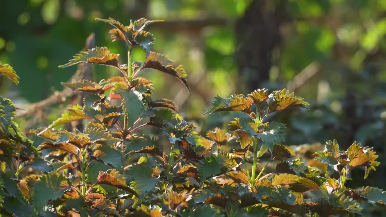 菜园里种植的紫苏植株视频素材