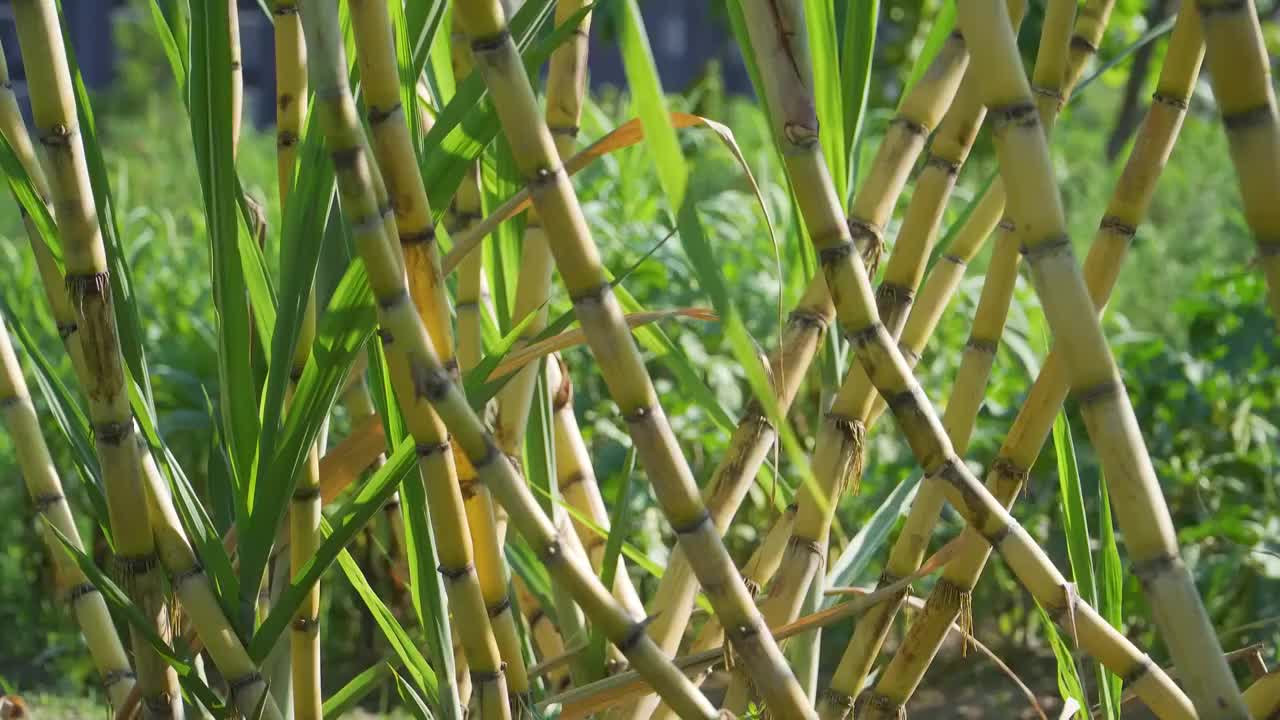 菜园里种植的甘蔗视频素材