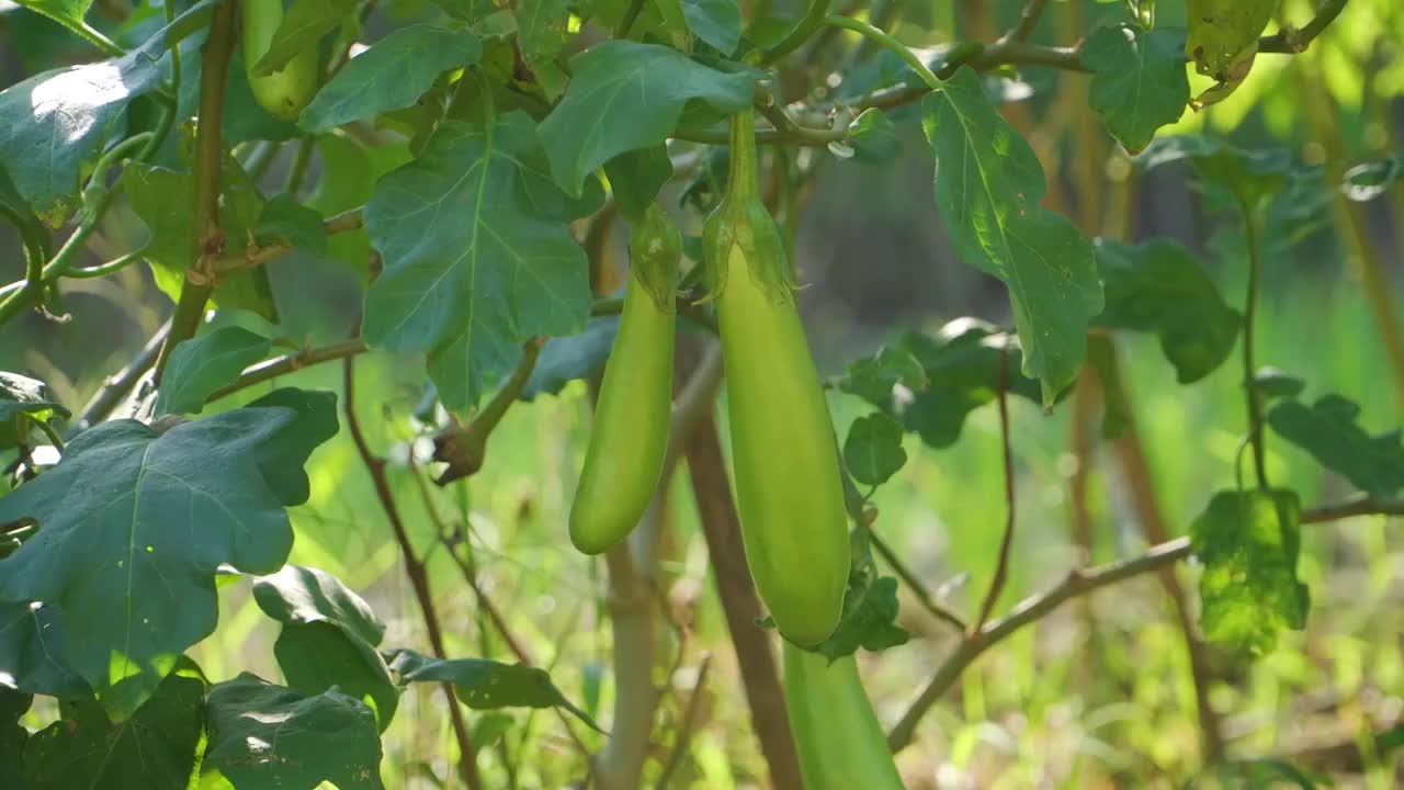 菜园里种植的茄子视频素材