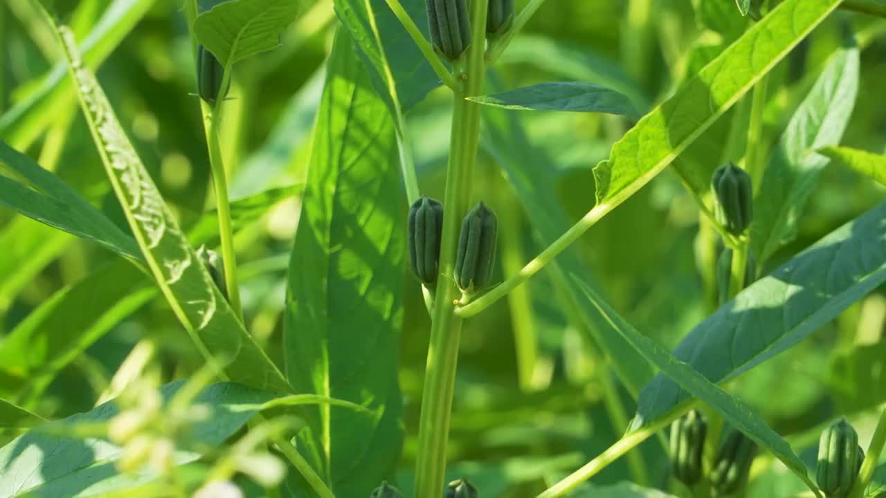 菜园里种植的芝麻视频素材