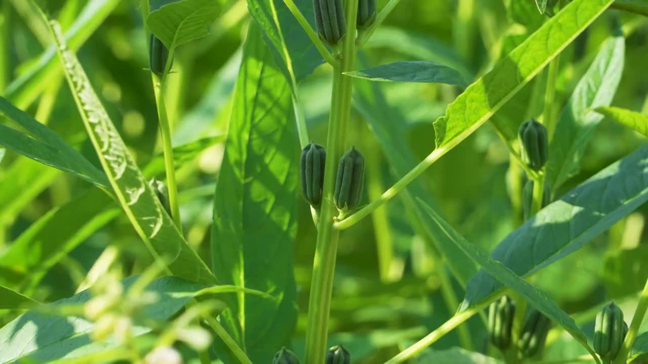 菜园里种植的芝麻视频素材