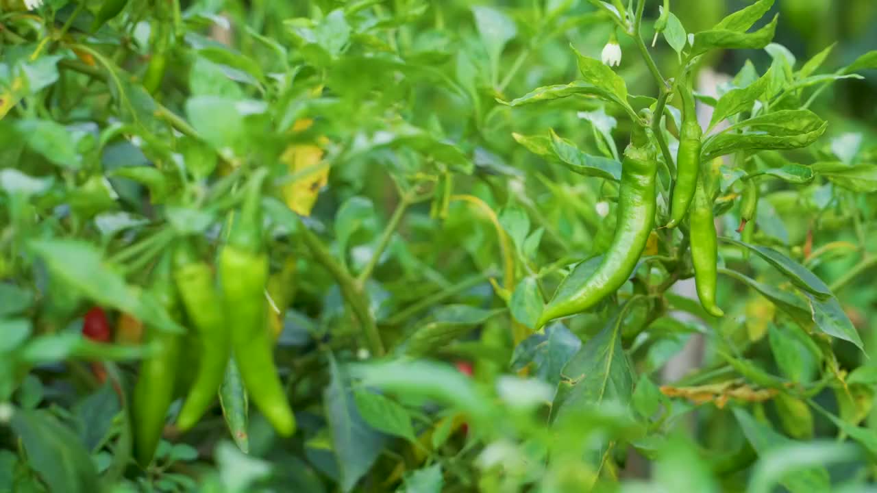 菜园里种植的辣椒视频素材