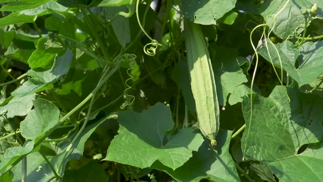 农业畜牧藤架上的丝瓜田园实拍视频视频素材