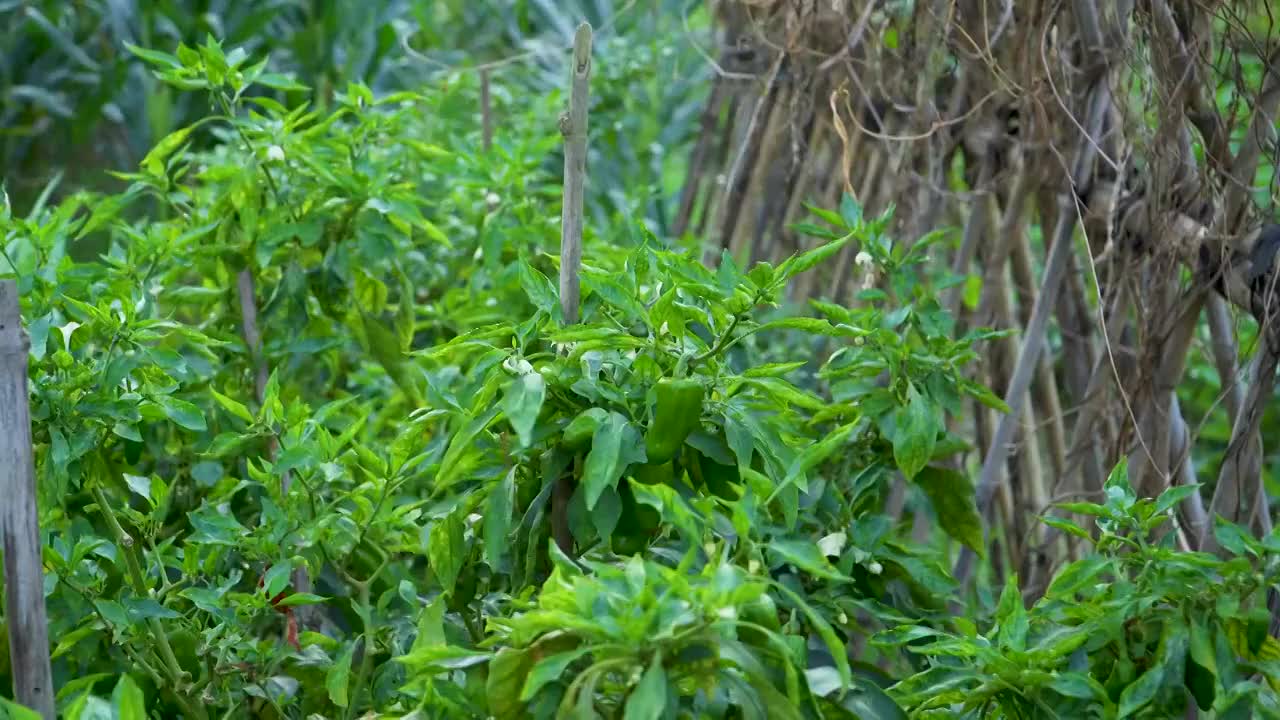 菜园里种植的辣椒视频素材