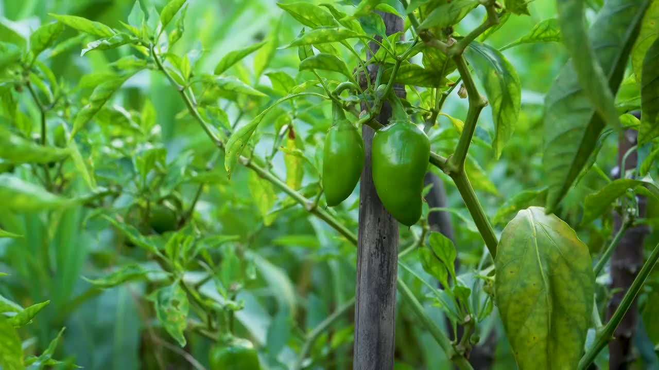 菜园里种植的辣椒视频素材