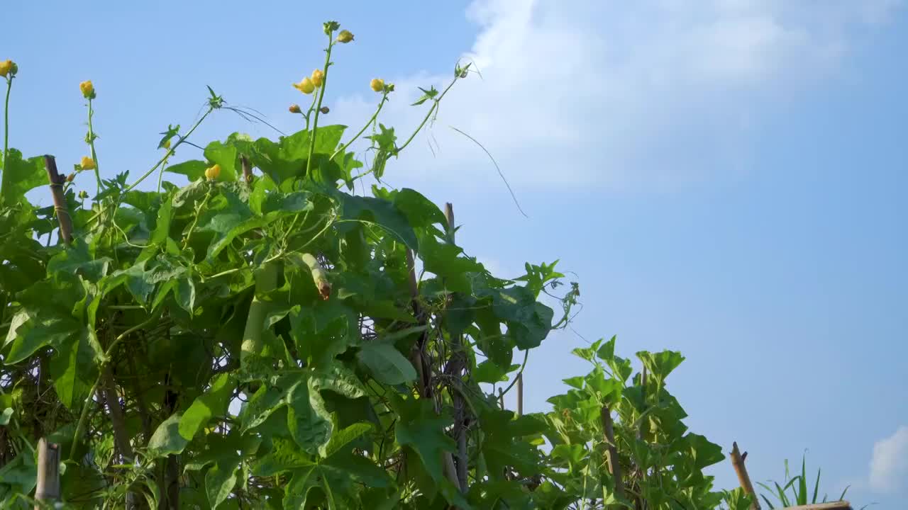 藤架上的丝瓜视频素材