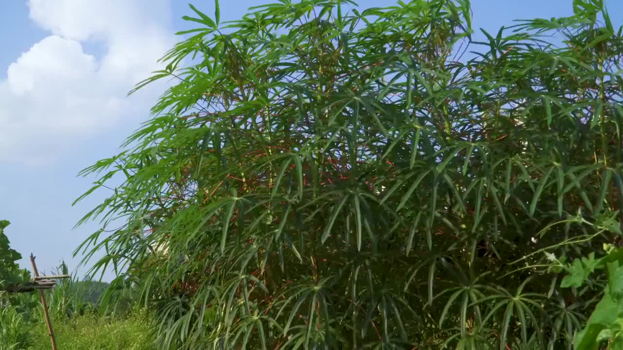 菜园里的木薯植株视频素材