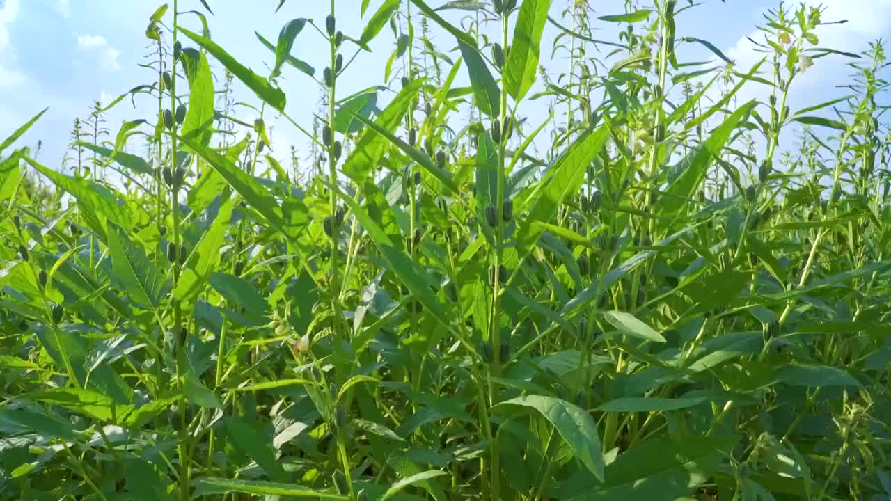 菜园里的芝麻种植实拍视频视频素材