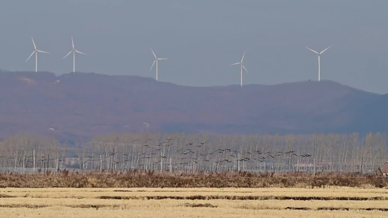 黑龙江鸡西：立冬后，兴凯湖湿地万鸟集结场面视频素材