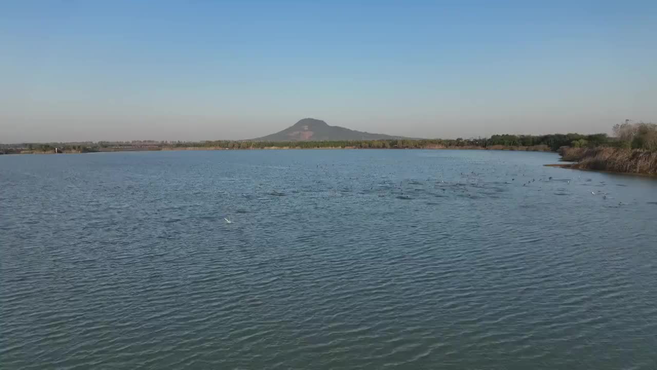 赤山湖湿地公园的野鸭群视频素材