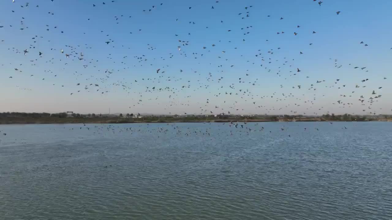 赤山湖湿地公园的野鸭群视频素材