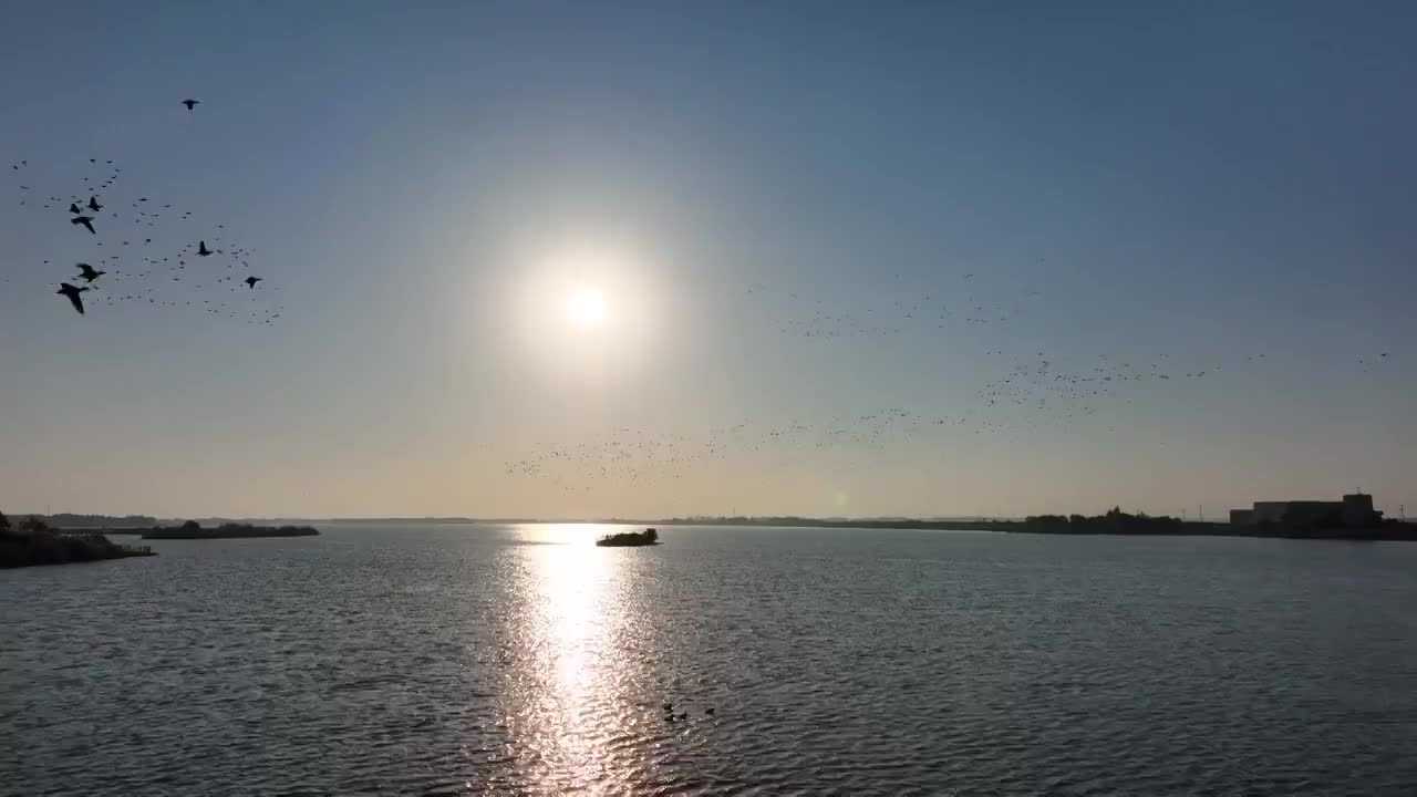 赤山湖湿地公园的野鸭群视频素材