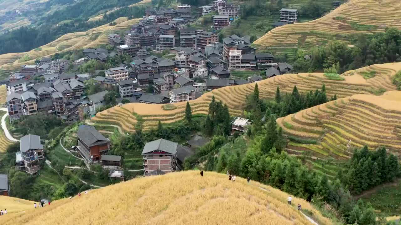 桂林平安梯田龙脊梯田秋季金色稻田风光4K航拍视频素材