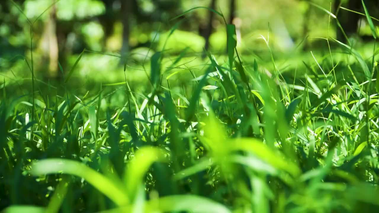 小清新夏日阳光下的绿色草丛视频素材