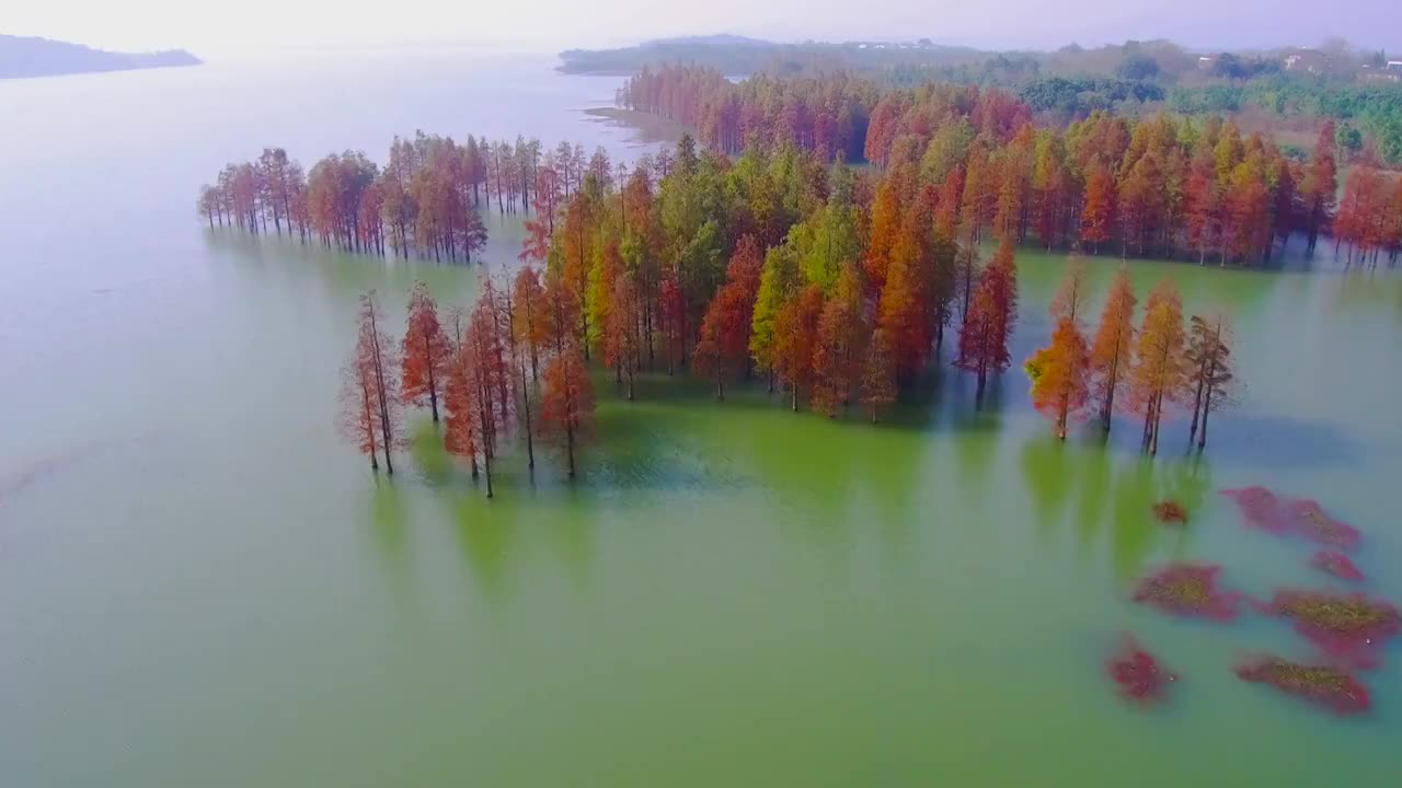 水杉视频下载