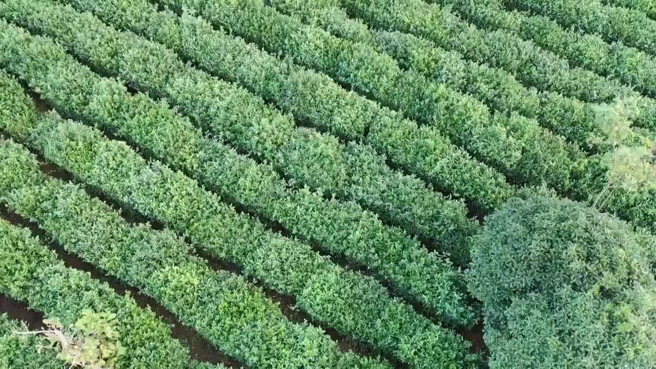 南京钟山风景名胜区内的南京雨花茶茶园视频素材