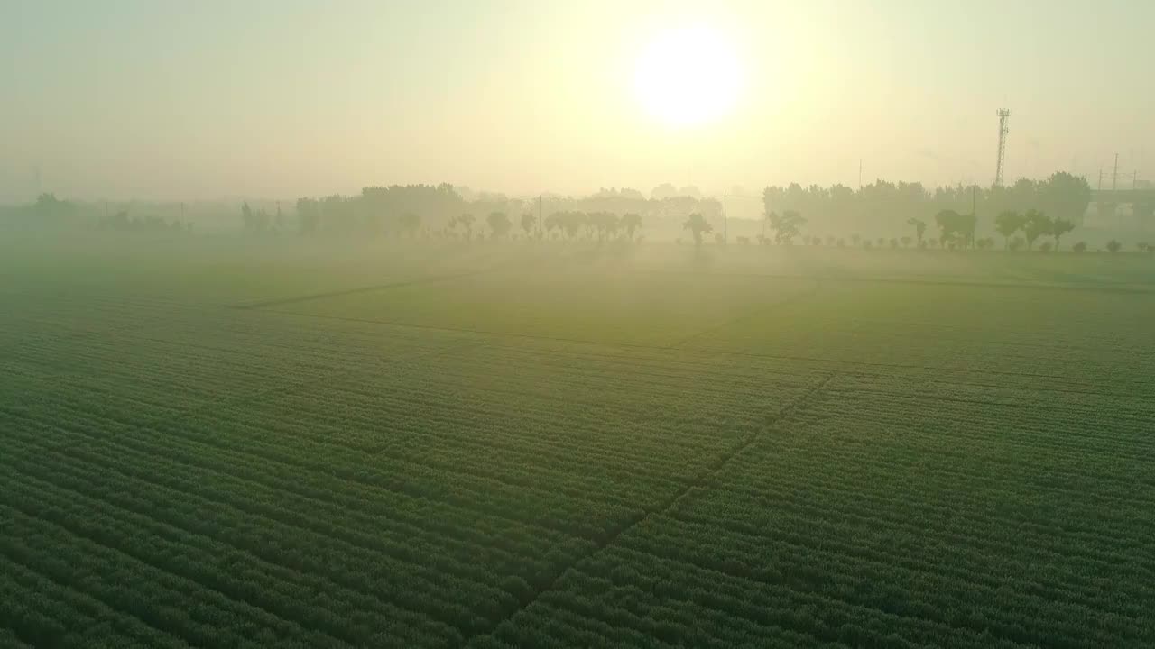 清晨阳光照耀麦田视频素材