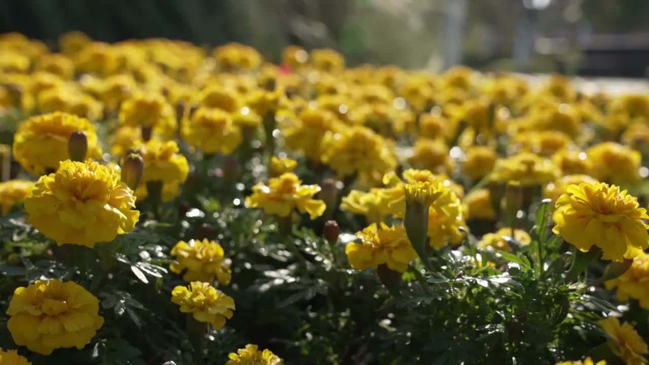 黄色的波斯菊视频素材