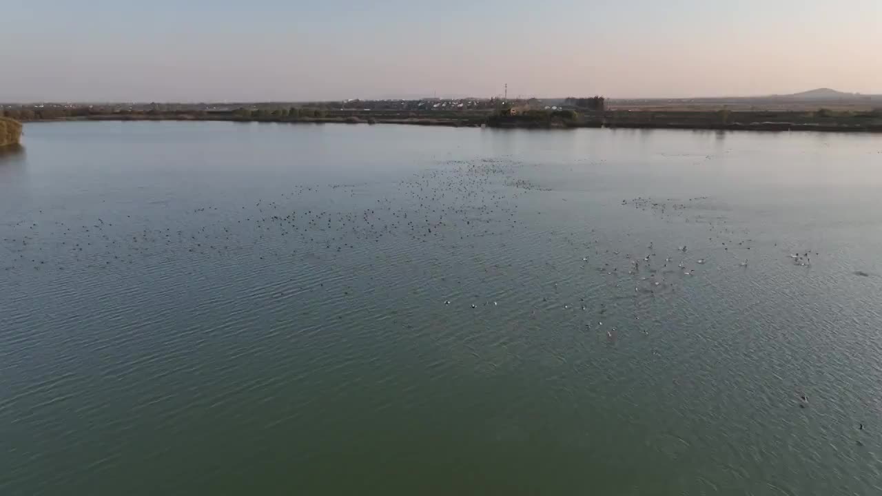 夕阳下飞行的野鸭群视频素材