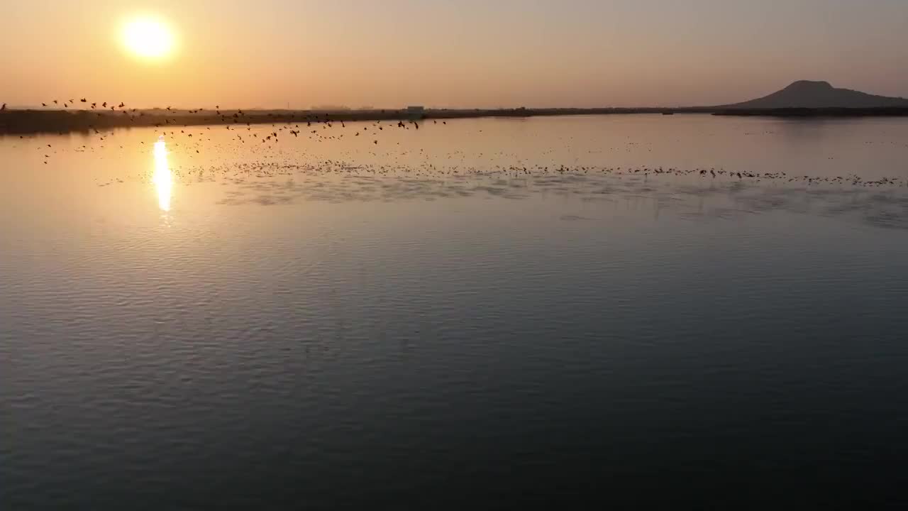 夕阳下飞行的野鸭群视频素材