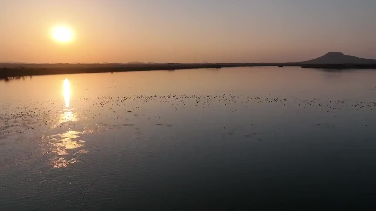 夕阳下飞行的野鸭群视频素材