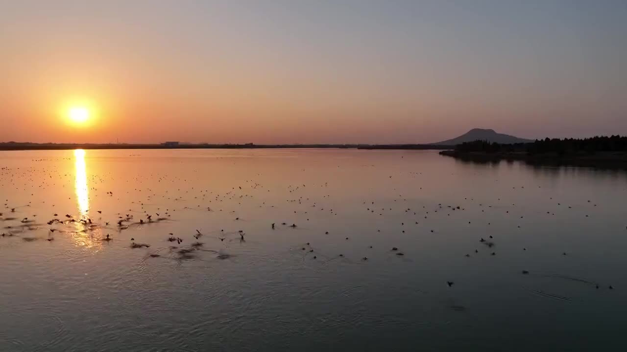 夕阳下飞行的野鸭群视频素材