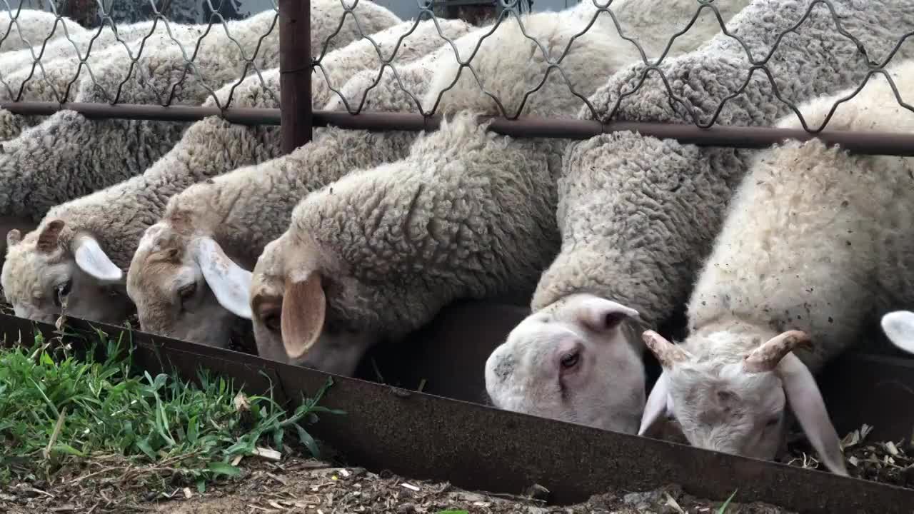 养殖场的绵羊吃草料1视频素材