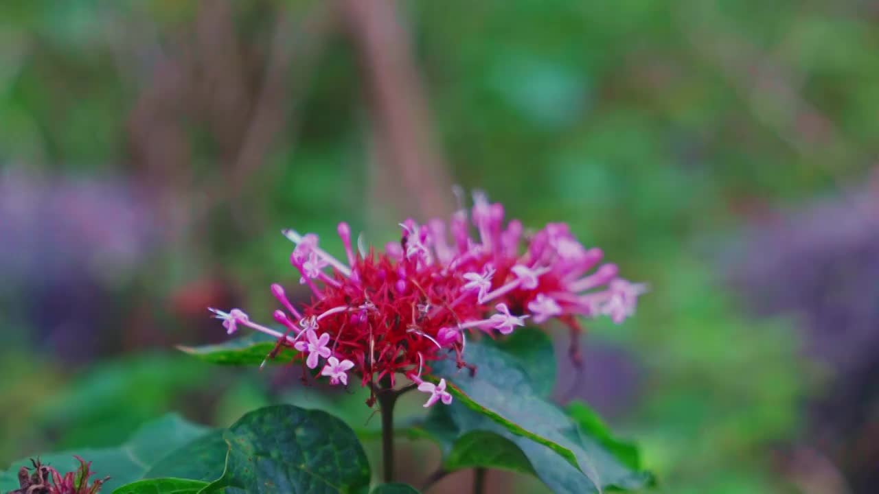 摇曳的花朵视频素材