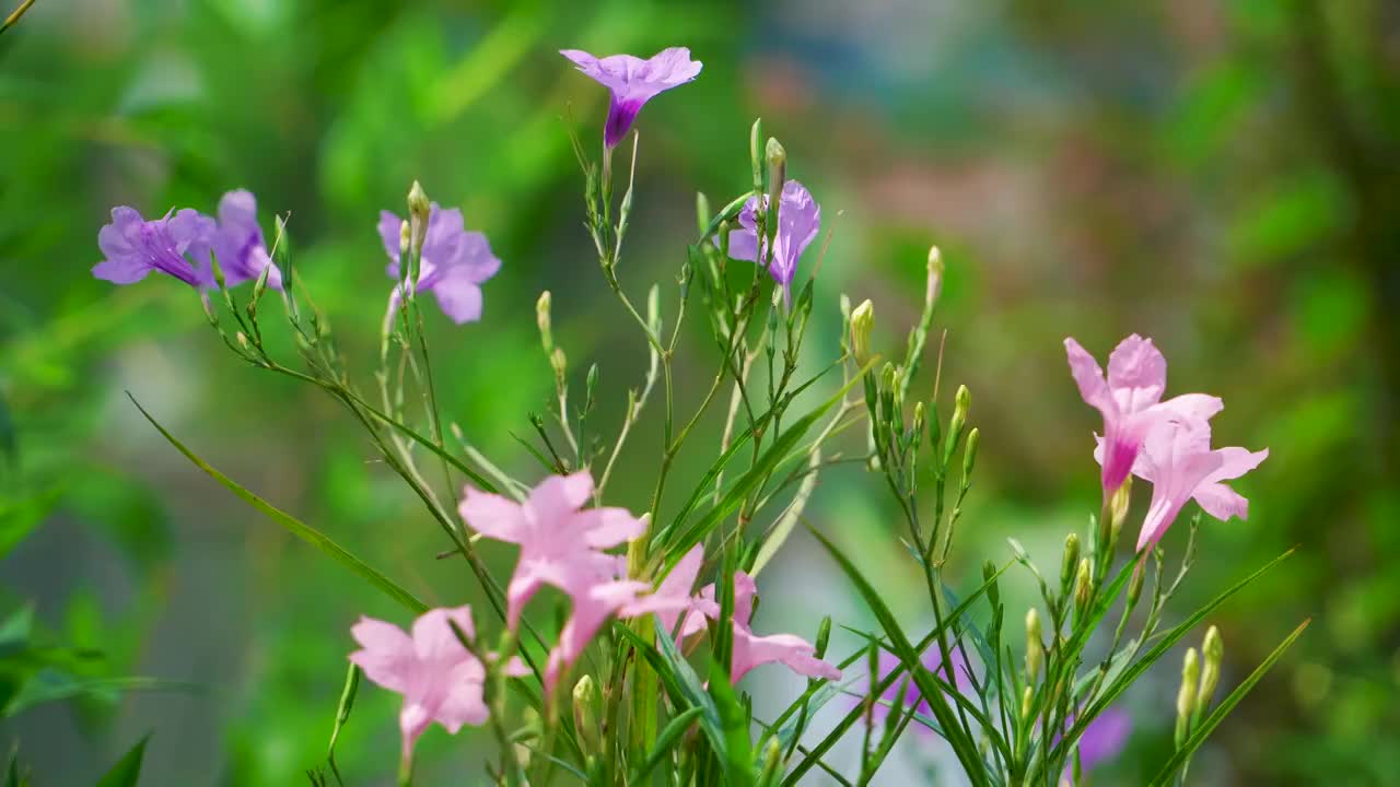 夏天湖水边的小花视频素材