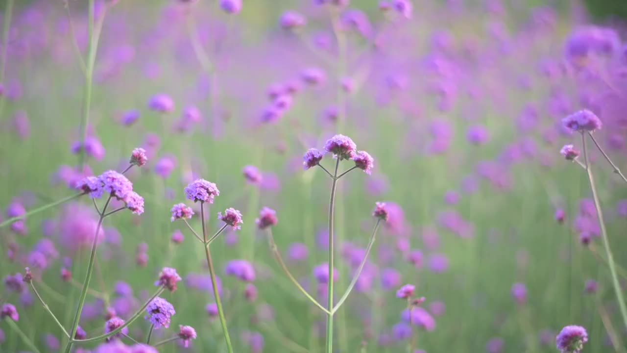 盛开的柳叶马鞭草视频素材