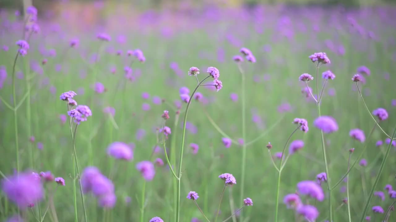 盛开的柳叶马鞭草视频素材