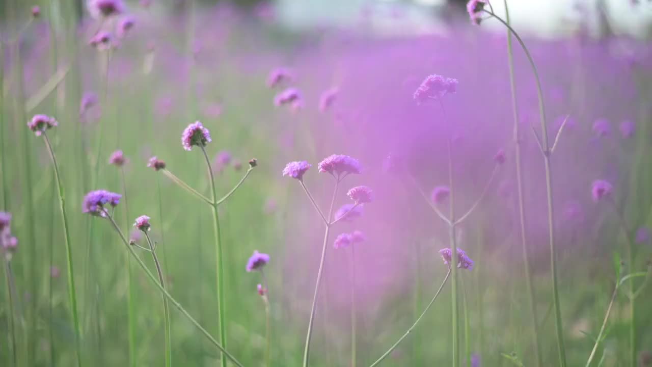 盛开的柳叶马鞭草视频素材