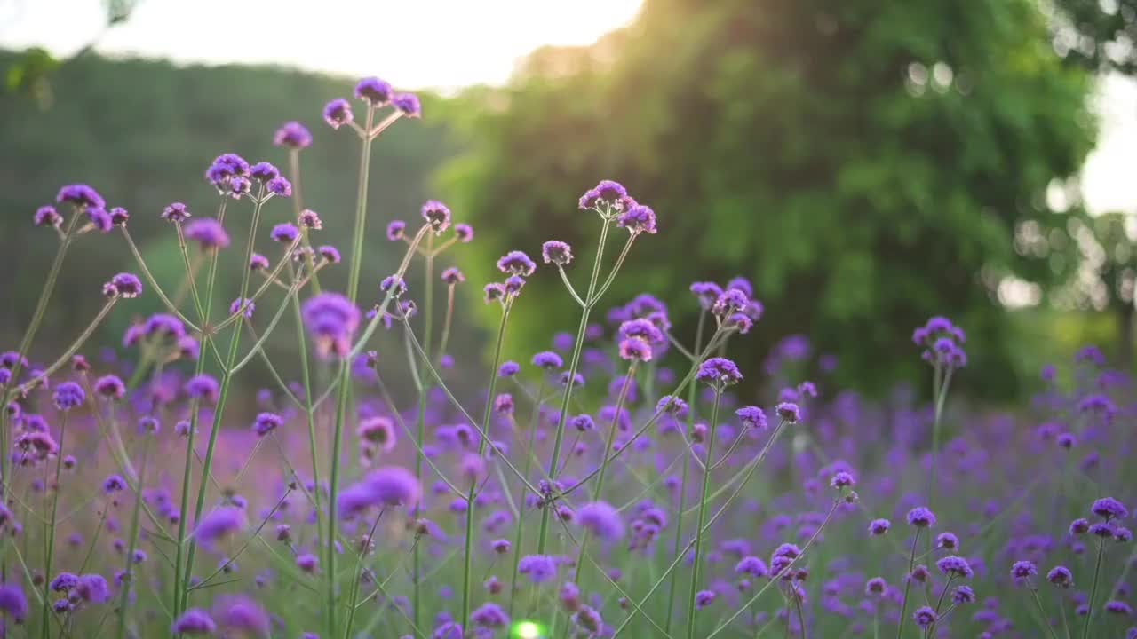 盛开的柳叶马鞭草视频素材