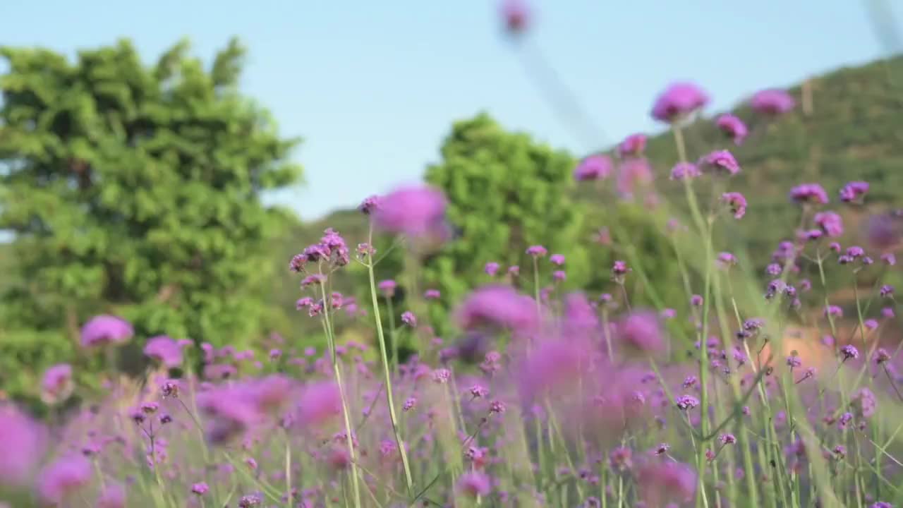 盛开的柳叶马鞭草视频素材