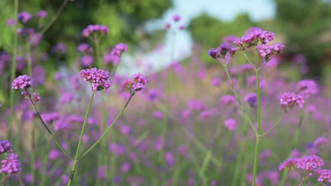 盛开的柳叶马鞭草视频素材