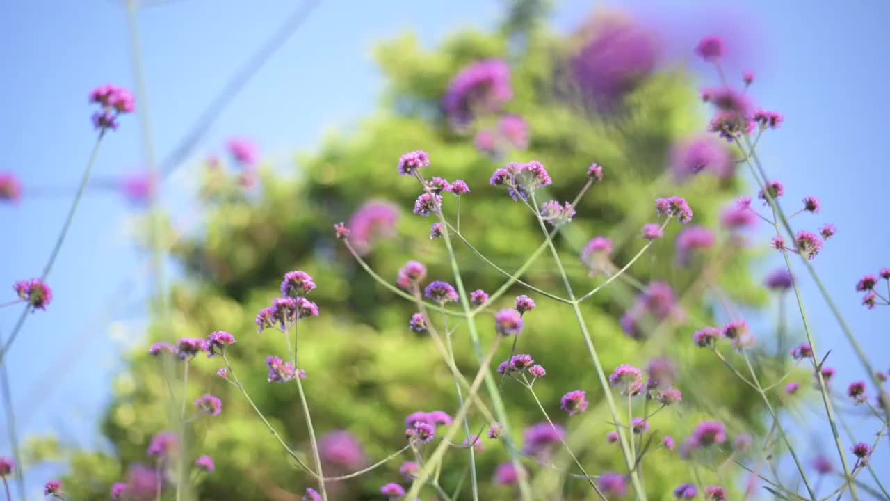 盛开的柳叶马鞭草视频素材