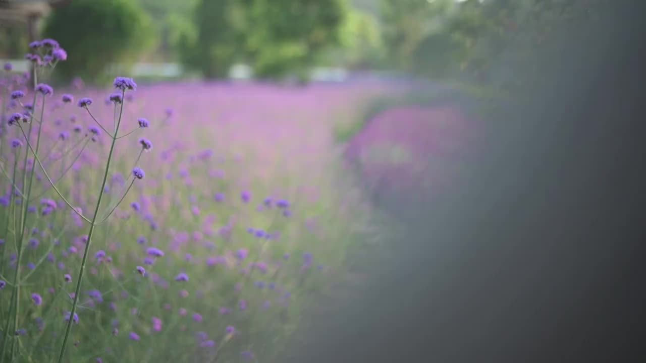 盛开的柳叶马鞭草视频素材