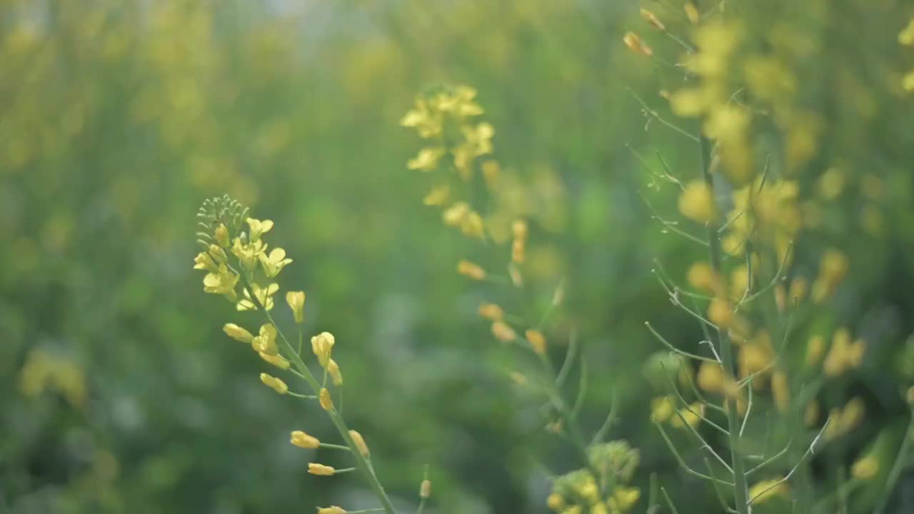 盛开的油菜花视频素材