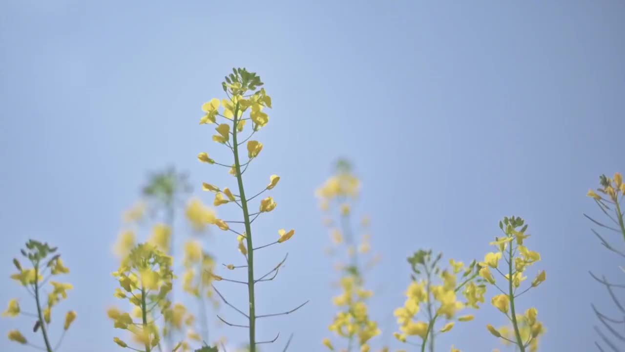 盛开的油菜花视频素材