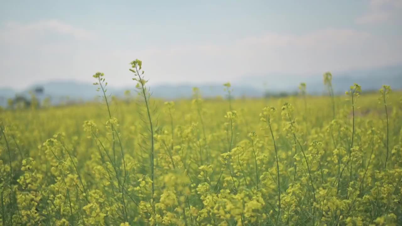 盛开的油菜花视频素材