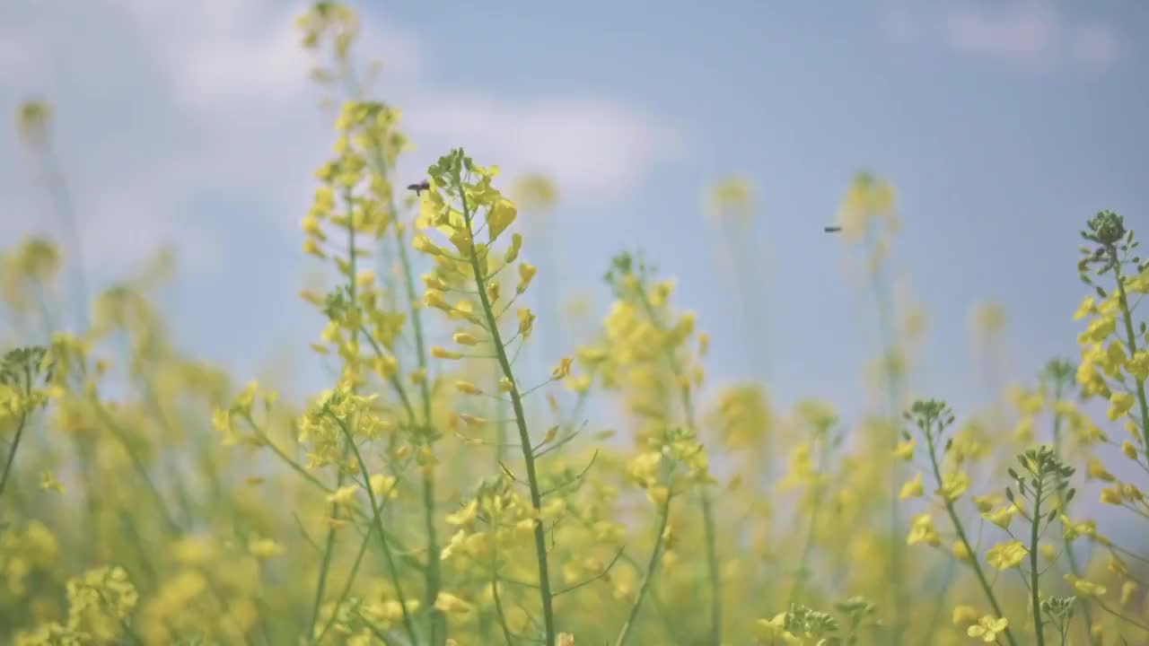 盛开的油菜花视频素材